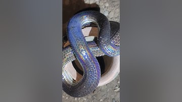 màu da đẹp lạ của rắn hổ hành #rắnhổhành #cobra #snake #rắn