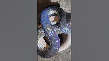 màu da đẹp lạ của rắn hổ hành #rắnhổhành #cobra #snake #rắn