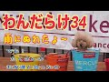 わんだらけ34/わんこと思い出作りのお出かけ　　#愛犬とお出かけ