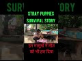 Cute Puppies Eating Food | Puppies Vlog
