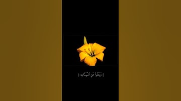 {وَهُوَ ٱلَّذِى يَقْبَلُ ٱلتَّوْبَةَ عَنْ عِبَادِهِ} قارئ اسلام صبحي