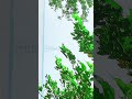 Sad status 2025 🖤🥀 | #whatsapp #status | #shortsfeed #shorts #trending