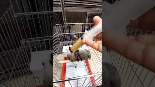 African Grey Parrot Rules For Feeding Birds