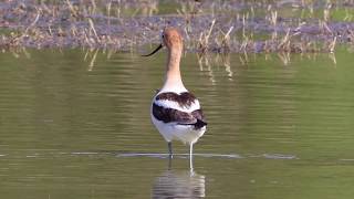 American Avocet  At The Pond