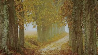 Download Lagu waterfall relaxation music mp3 download - relaxing music with nature sounds (focus) - waterfall hd MP3