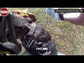 CAUGHT ON CAMERA: Police K-9 finds missing elderly man in Florida