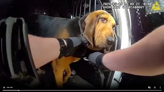 CAUGHT ON CAMERA: Police K-9 finds missing elderly man in Florida