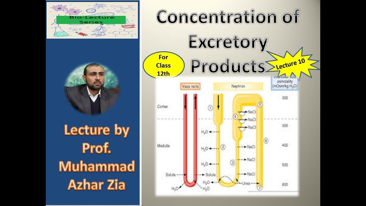 2nd year Biology; Chapter 15; Lecture 10; Concentration of excretory