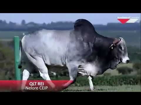 LOTE 59   QLT REI Nelore Ceip Accelerated Genetics