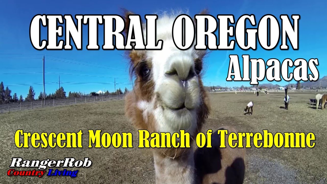 Central Oregon Alpacas, Crescent Moon Ranch of Terrebonne Rangerrob