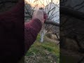 Pruning apple part-3 #like #nature #viral #apple #ytshorts #ytshorts