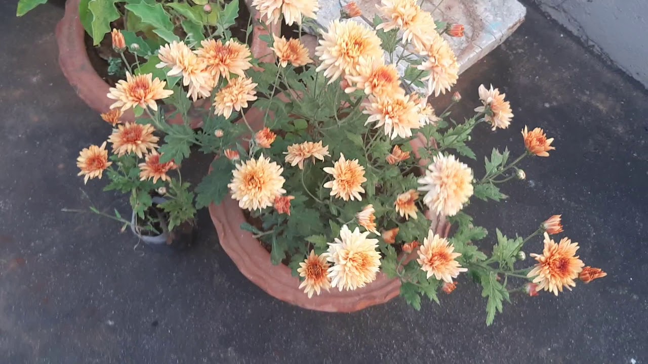 vlog# 1time harvest video