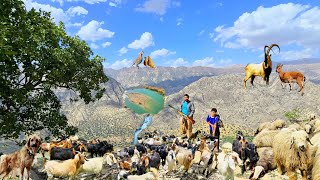 Nomad Shepherd Life in Zagros | Leading Sheep Through Wild Mountains 🐑🏔️