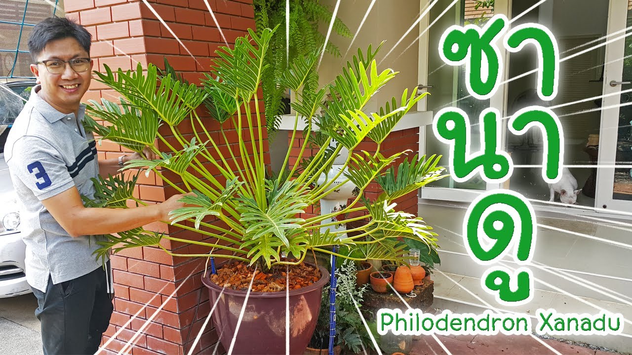 ฟิโลเดนดรอน ซานาดู (Philodendron Xanadu):มือใหม่ต้องมี เลี้ยงง่าย ดูแลง่าย ราคาไม่แพง