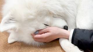 freckle seoul sinoon glowny samoyed フェケテ Here's a Japanese Samoyed dog that loves to go out. - YouTube