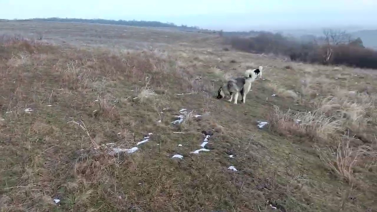 Köy# Hayati#Köpekler#kavkaz #