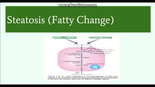 Fatty change( Steatosis): Etiology, Pathogenesis and Morphology