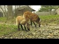 Maned Wolf Pups