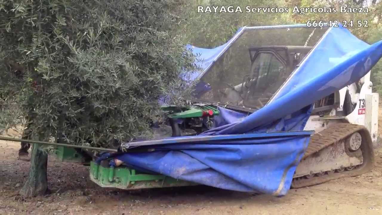 de aceituna con paraguas Bobcat - SERVICIOS AGRICOLAS YouTube