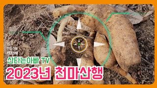 2023년 천마 산행 작년50kg 봤던 구광자리 천마산행