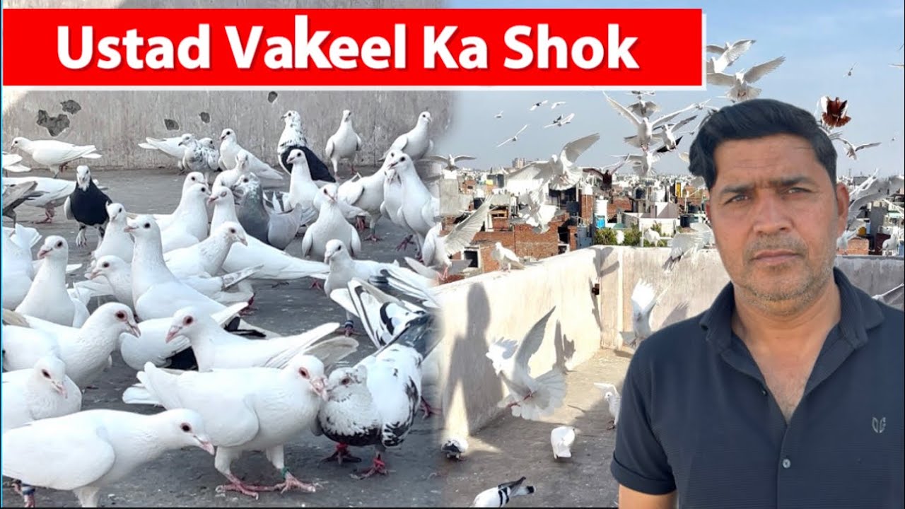 Ustad Vakeel Ka Shok || 12 February 2026