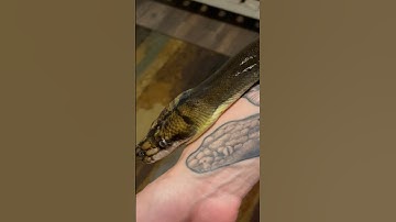 Dwarf reticulated Python
