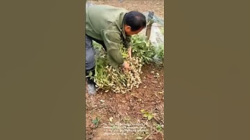 Growing peanuts: from planting to harvest