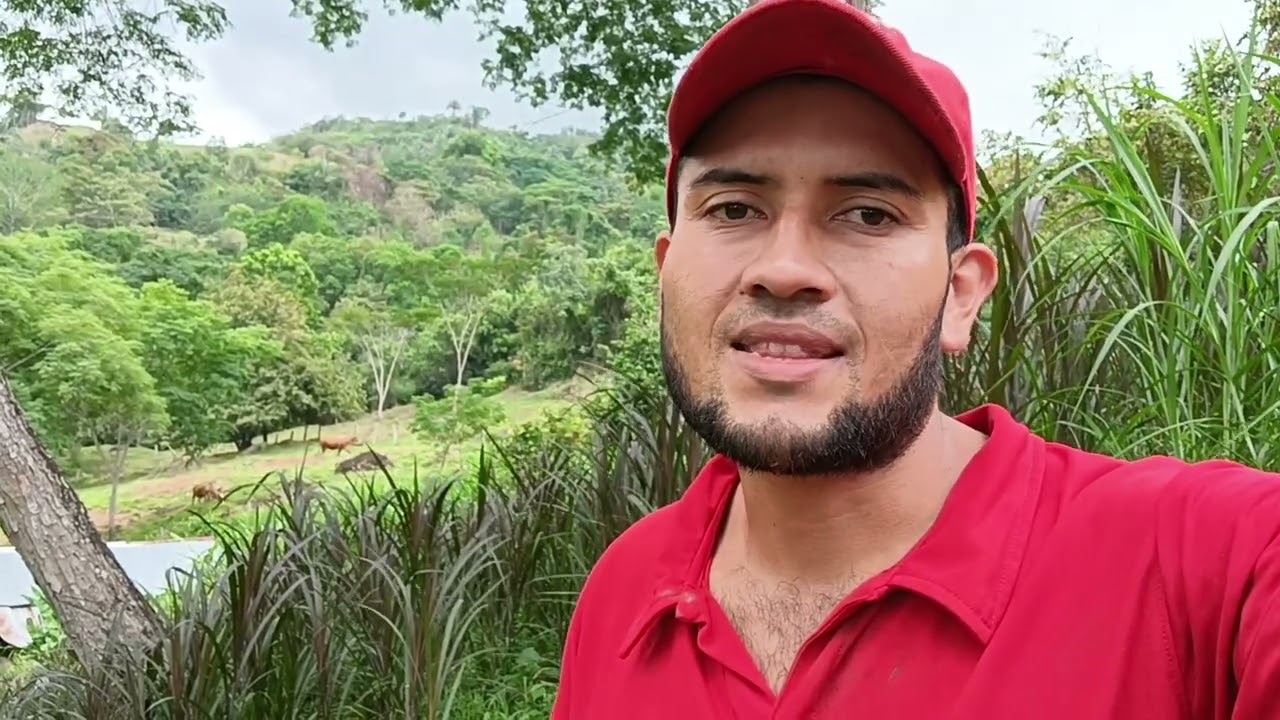 paso a paso así funciona un confinamiento de ganado manual