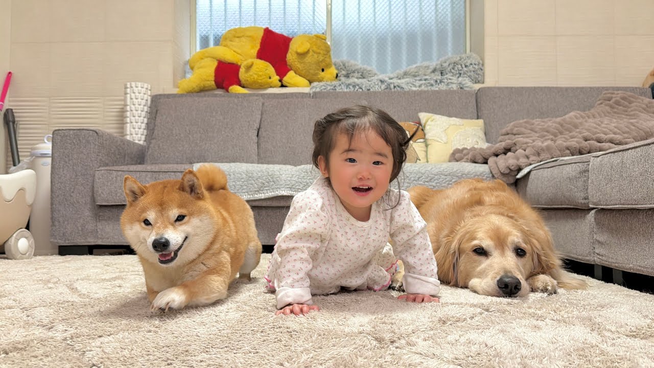ハイハイを見せつける1歳児に負けじと得意のハイハイを披露する豆柴が