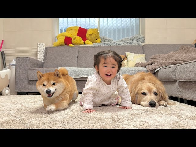 ハイハイを見せつける1歳児に負けじと得意のハイハイを披露する豆柴が