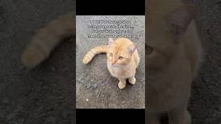 #ads #CatAllergies #Allergyfree #Catmomlife #AdoptedCat