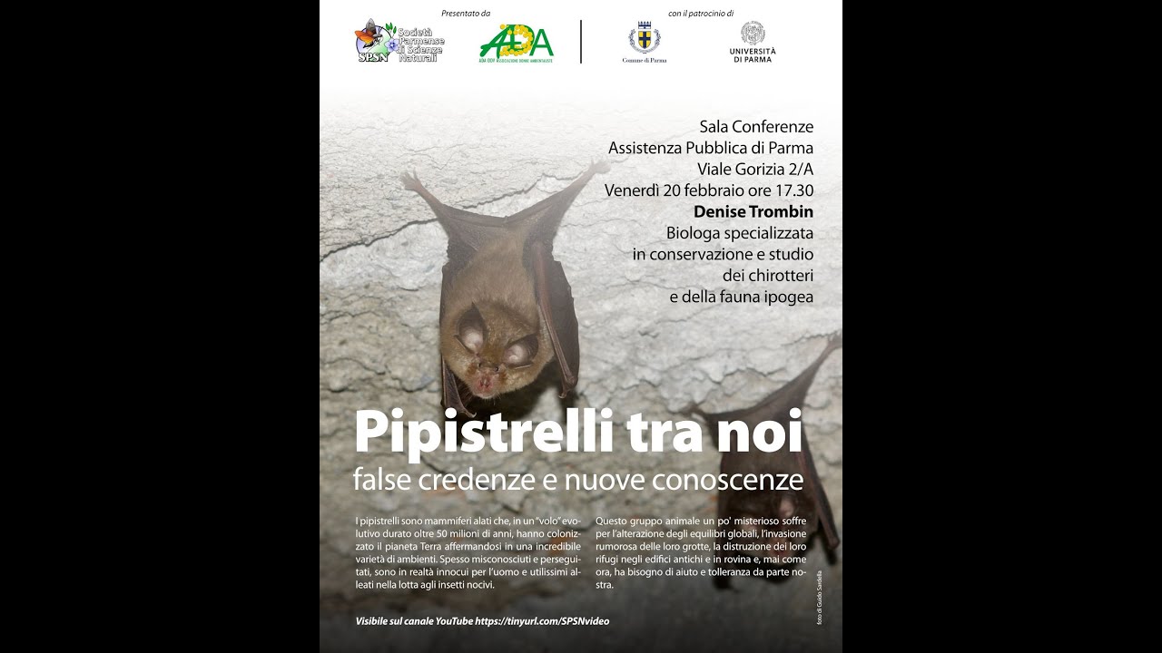 Pipistrelli tra noi: false credenze e nuove conoscenze