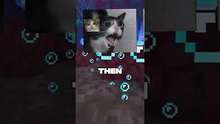 The Origens Of Most Popular Cat Memes