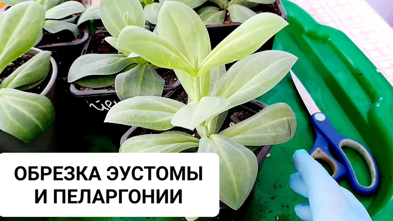 Как обрезать эустому. Как обрезать эустому