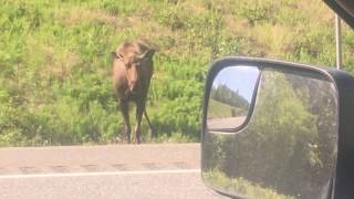 Angry Moose