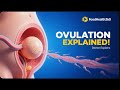 How Ovulation Really Works: Doctor Explains | FoodHealth360