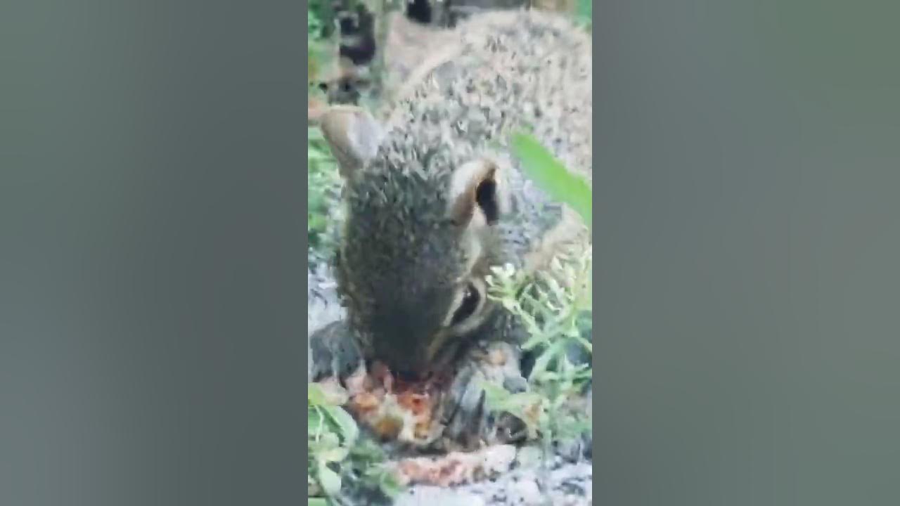 Young Squirrel eating leftover meat near garbage can [squirrel is