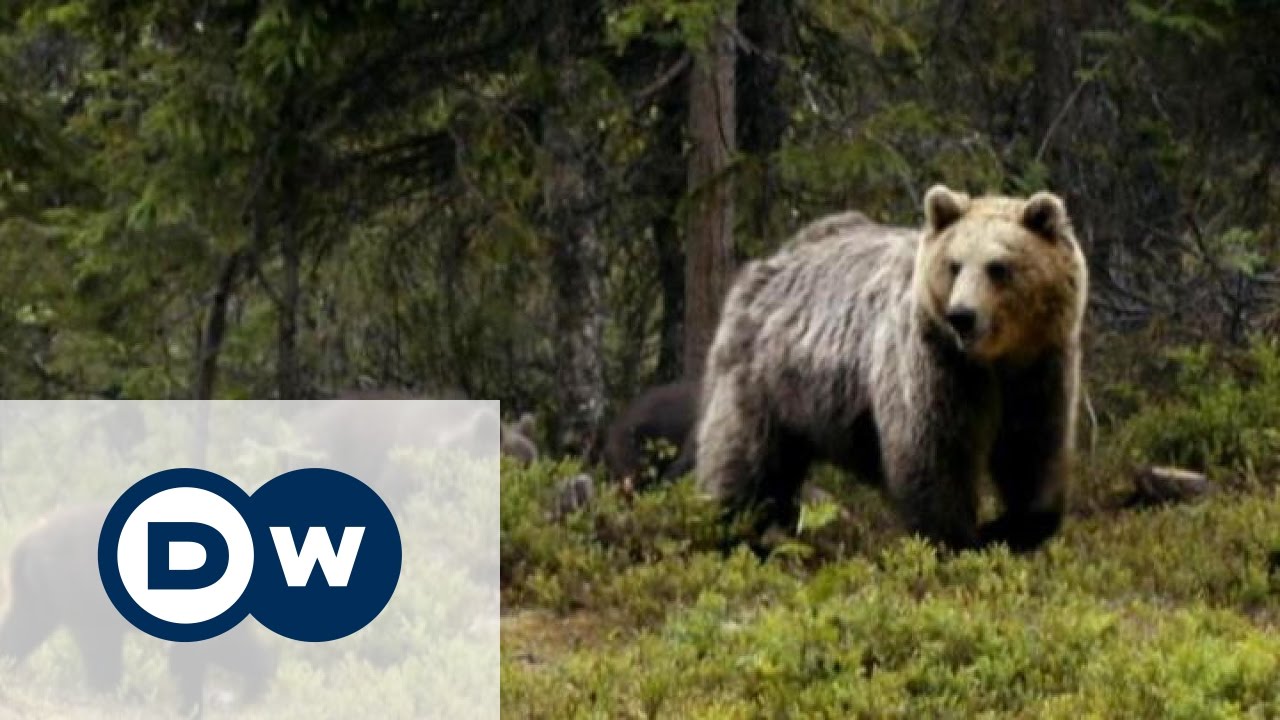 ukrainian boxer WWF: До 2030 люди спустошать Землю