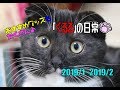 ぐるるの日常Part②「オススメ猫グッズ紹介！」
