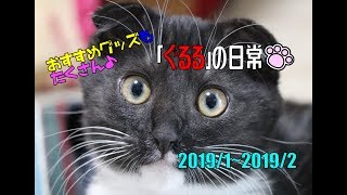 ぐるるの日常Part②「オススメ猫グッズ紹介！」