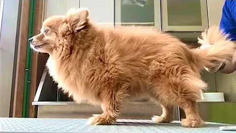 Video 4368931: persian cat, pet grooming, grooming haircut, lion cut