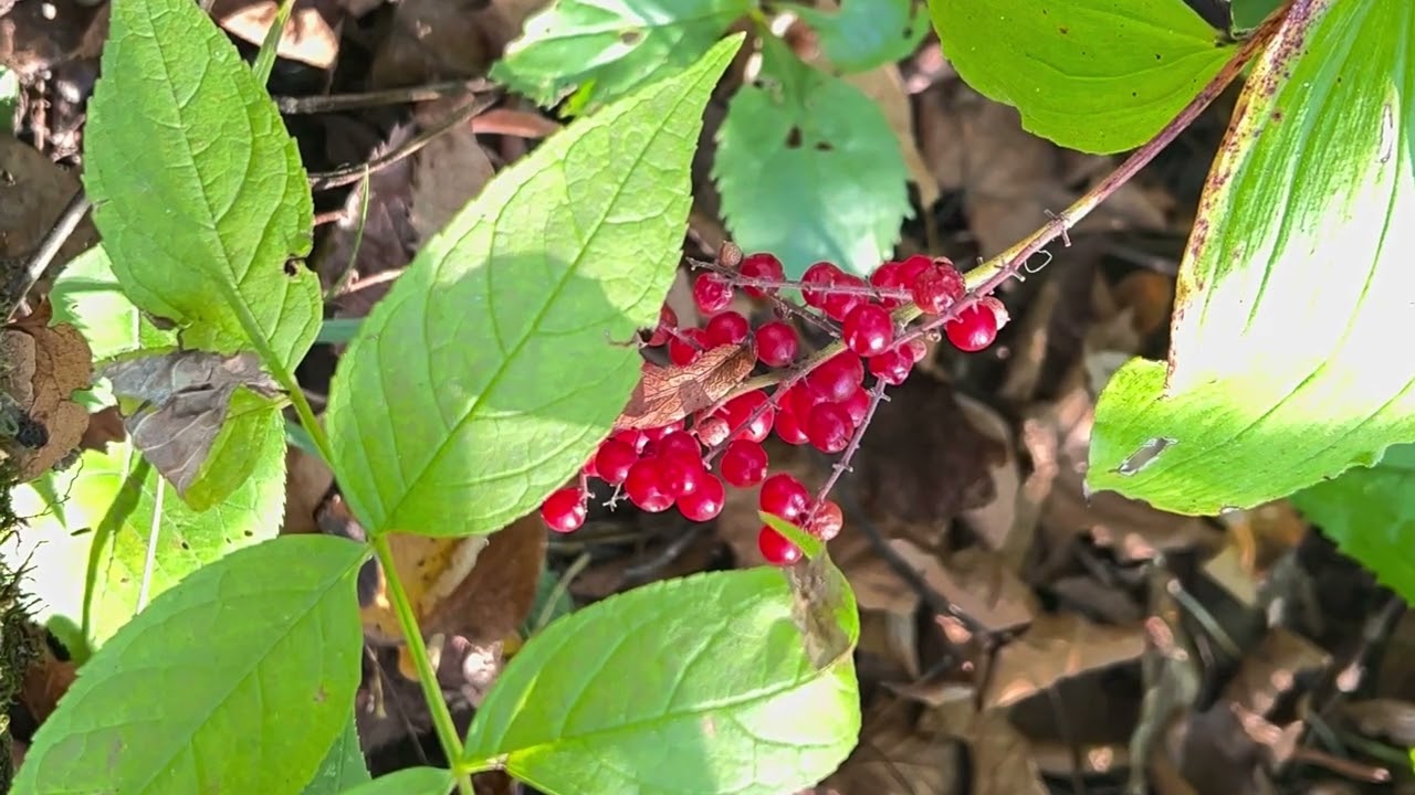 Plants at Big Woods State Park MN