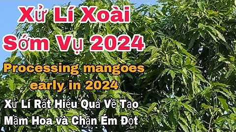 Xử Lí Xoài Sớm Vụ 2024, Rất Hiệu Quả Về Cách Xử Lí Thuốc Tạo Mầm Hoa + Chặn Ém Lộc | VTK.CHANNEL