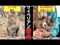 【猫図鑑】サベリアンフォレストキャットの歴史