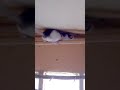 Un rat accrobat... Au plafond.