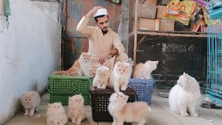 cat farming in india || beautiful  kitten || pet’s Holic || persian cat farm || maviya cat