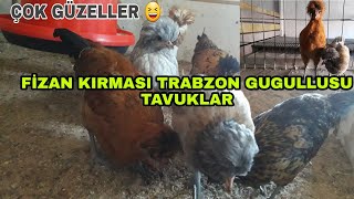 Fi̇zan Kirmasi Trabzon Gugullusu Tavuklar - Çok Güzeller