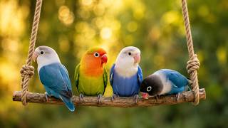 Lovebird Singing and Chirping Sounds 🦜💖 | My Smart Parrot | Beautiful Birds screenshot 4