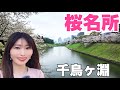 意外と快適!?雨のお花見🌸千鳥ヶ淵|北の丸公園|日比谷公園