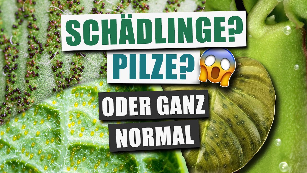 Komischer Kram an deiner Pflanze? Nektarien, Perldrüsen, Kalluse & mehr!